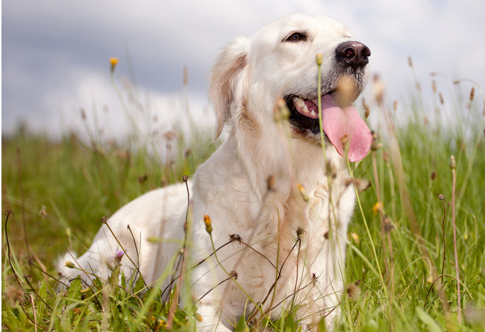 8 Ways to Calm Your Pet Naturally