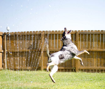 How to Have a Fun Summer in Your Yard with Your Dog