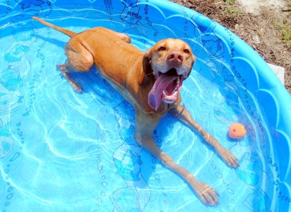 Pool Safety for Dogs: Everything You Need to Know this Summer